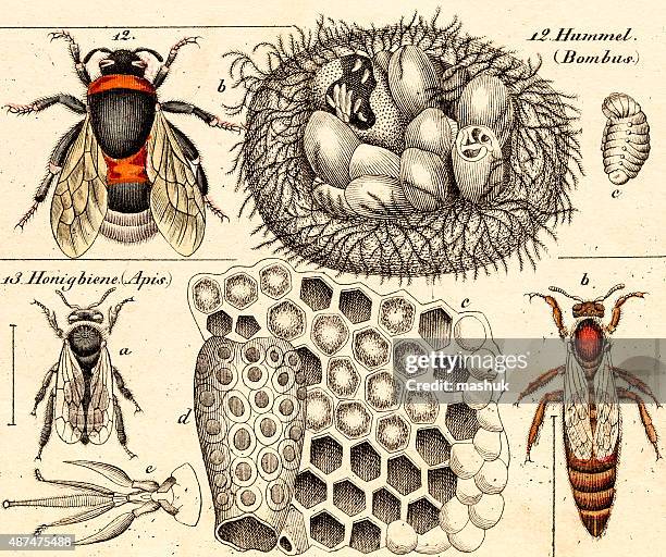 bumble bees, 19. jahrhundert science illustrationen - wasp stock-grafiken, -clipart, -cartoons und -symbole