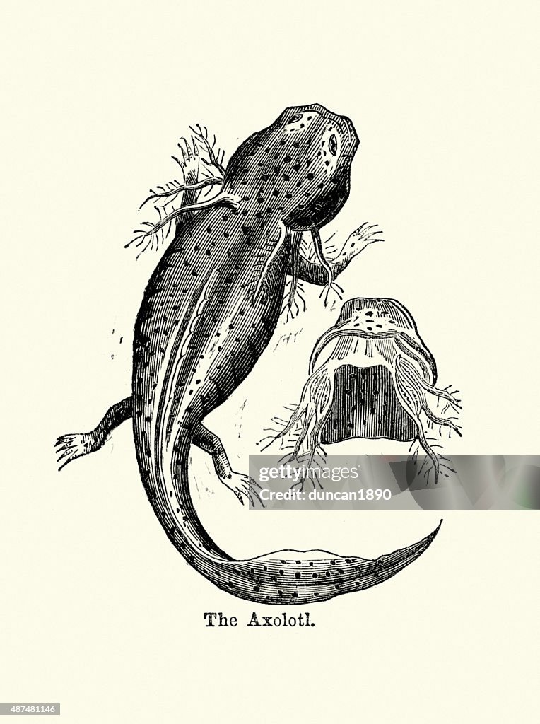 Axolotl