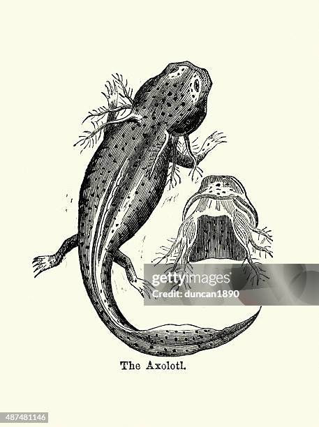 axolotl - axolotl stock illustrations