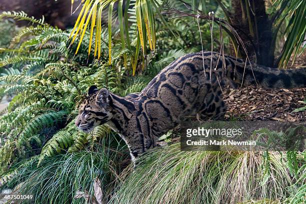 clouded leopard (neofelis nebulosa) - clouded leopard stock pictures, royalty-free photos & images