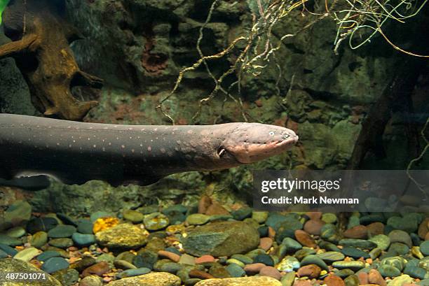 electric eel (electrophorus electricus) - electric eel stockfoto's en -beelden