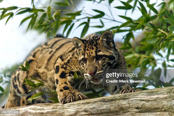 clouded leopard (neofelis nebulosa) - nebelparder stock-fotos und bilder