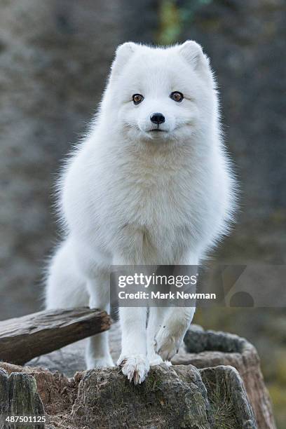 arctic fox white phase (vulpes lagopus) - arctic fox stock pictures, royalty-free photos & images