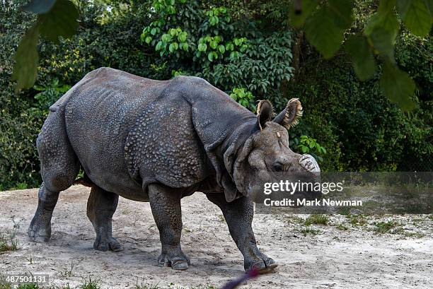 indian one-horned rhinoceros - great indian rhinoceros stockfoto's en -beelden