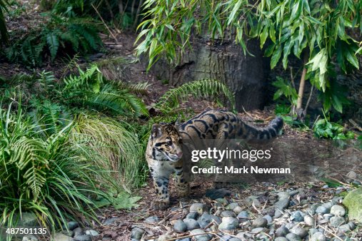 Clouded Leopard (eofelis nebulosa) Clouded Leopard (eofelis nebulosa)