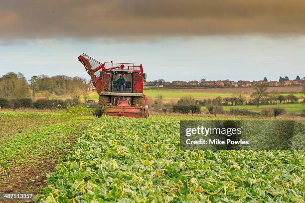 sugar beet harvesting by machine - beet field stock pictures, royalty-free photos & images