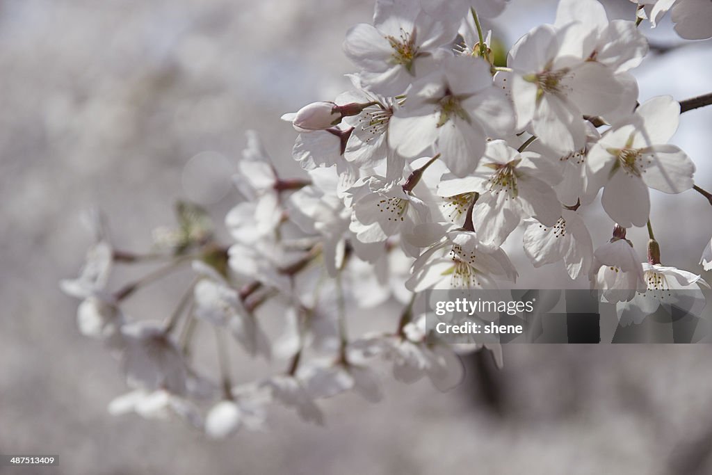 Cherry Blossom