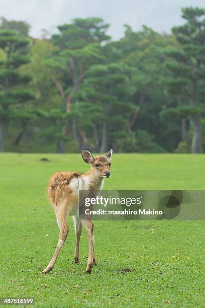 wild deer - 奈良県 ストックフォトと画像