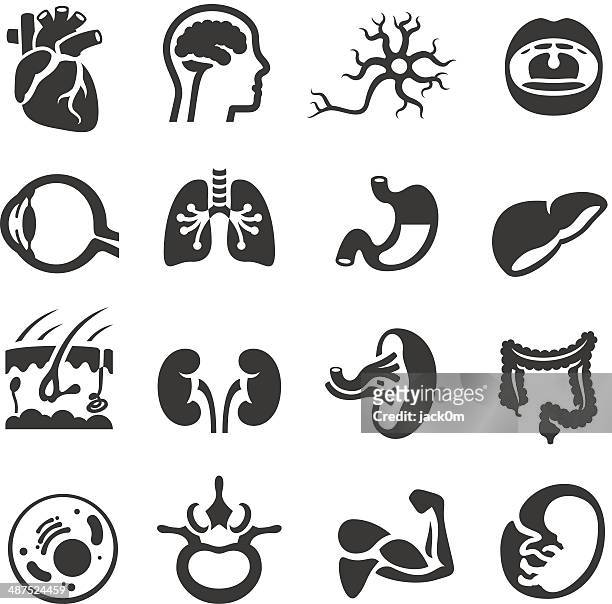 ilustrações, clipart, desenhos animados e ícones de corpo humano ícones - human large intestine