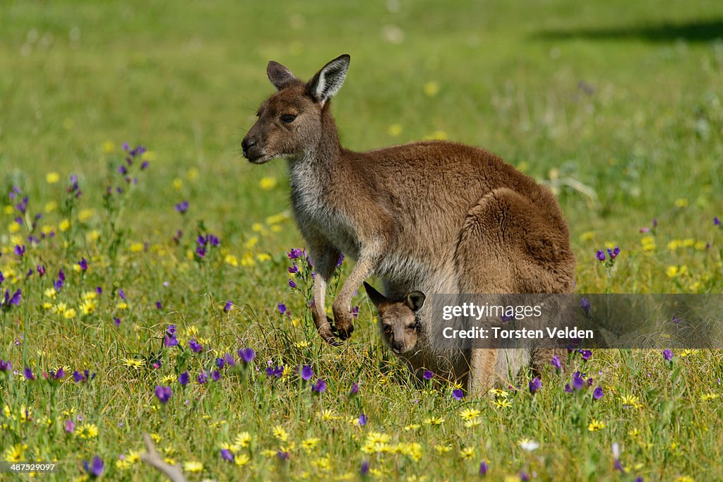 Kangaroo and joey