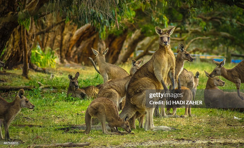 Kangaroo Mob