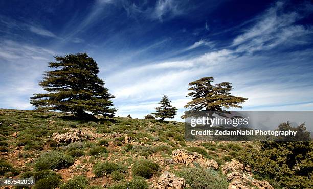 le cèdre de l'atlas (cedrus atlantica) - cèdre stock pictures, royalty-free photos & images