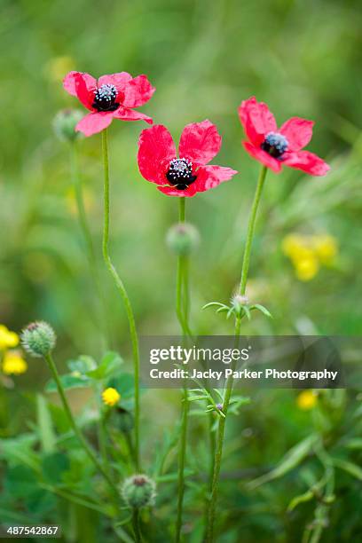 red rough poppies -  papaver hybridum - papaver hybridum stock pictures, royalty-free photos & images