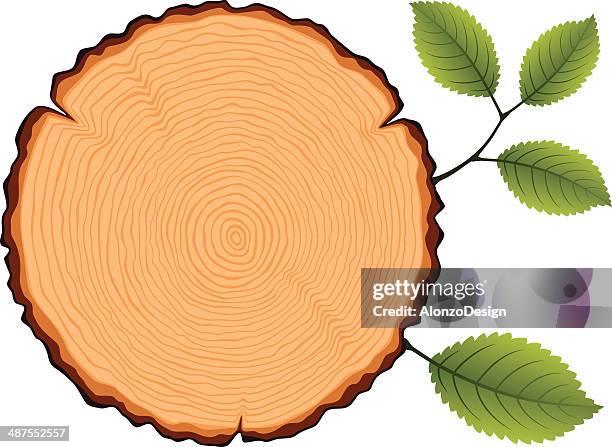 ilustraciones, imágenes clip art, dibujos animados e iconos de stock de con hojas de sección transversal de madera - tree rings