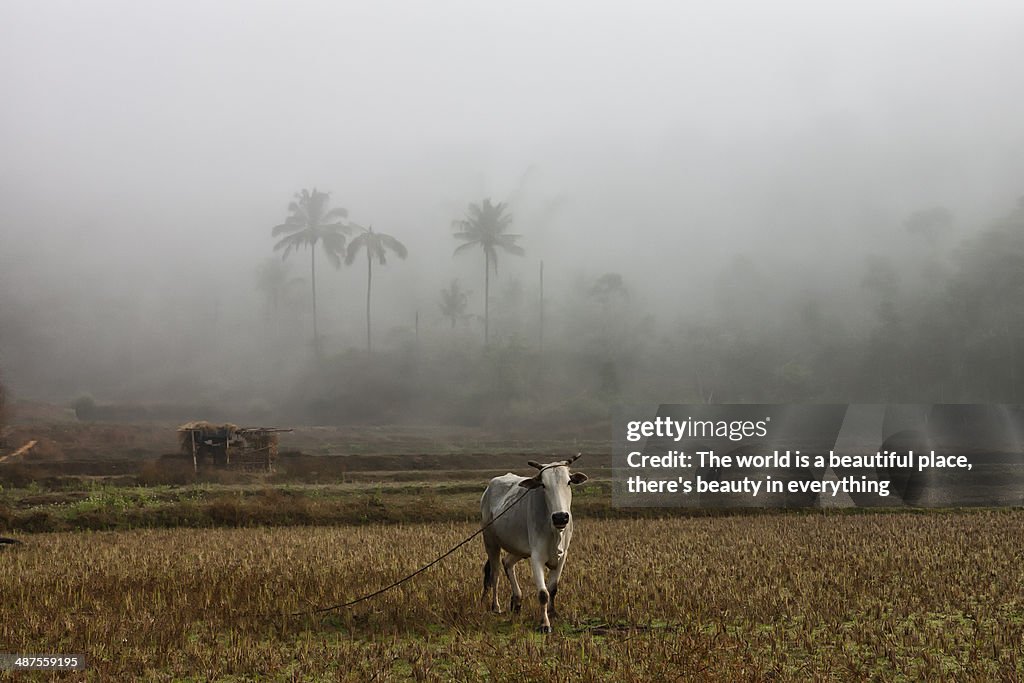Cow in a cut paddy field