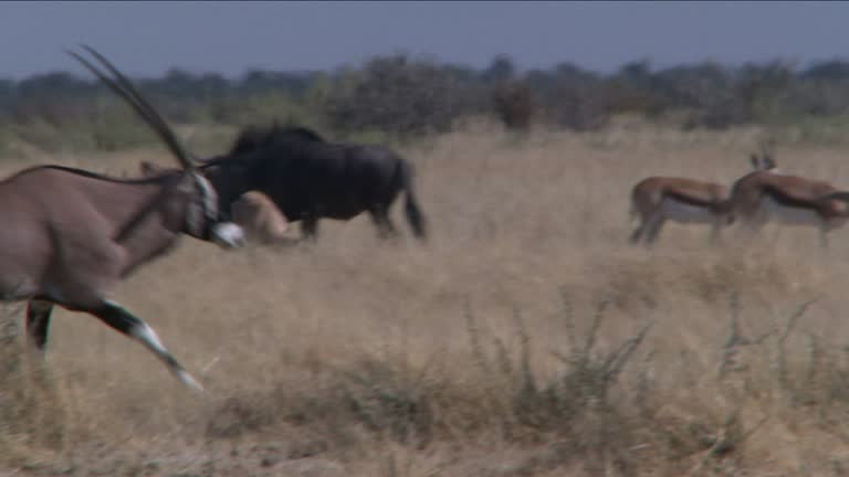 Springbok Running Beg 81 Springbok Running Stock Videos, Footage, & 4K Video Clips - Getty Images