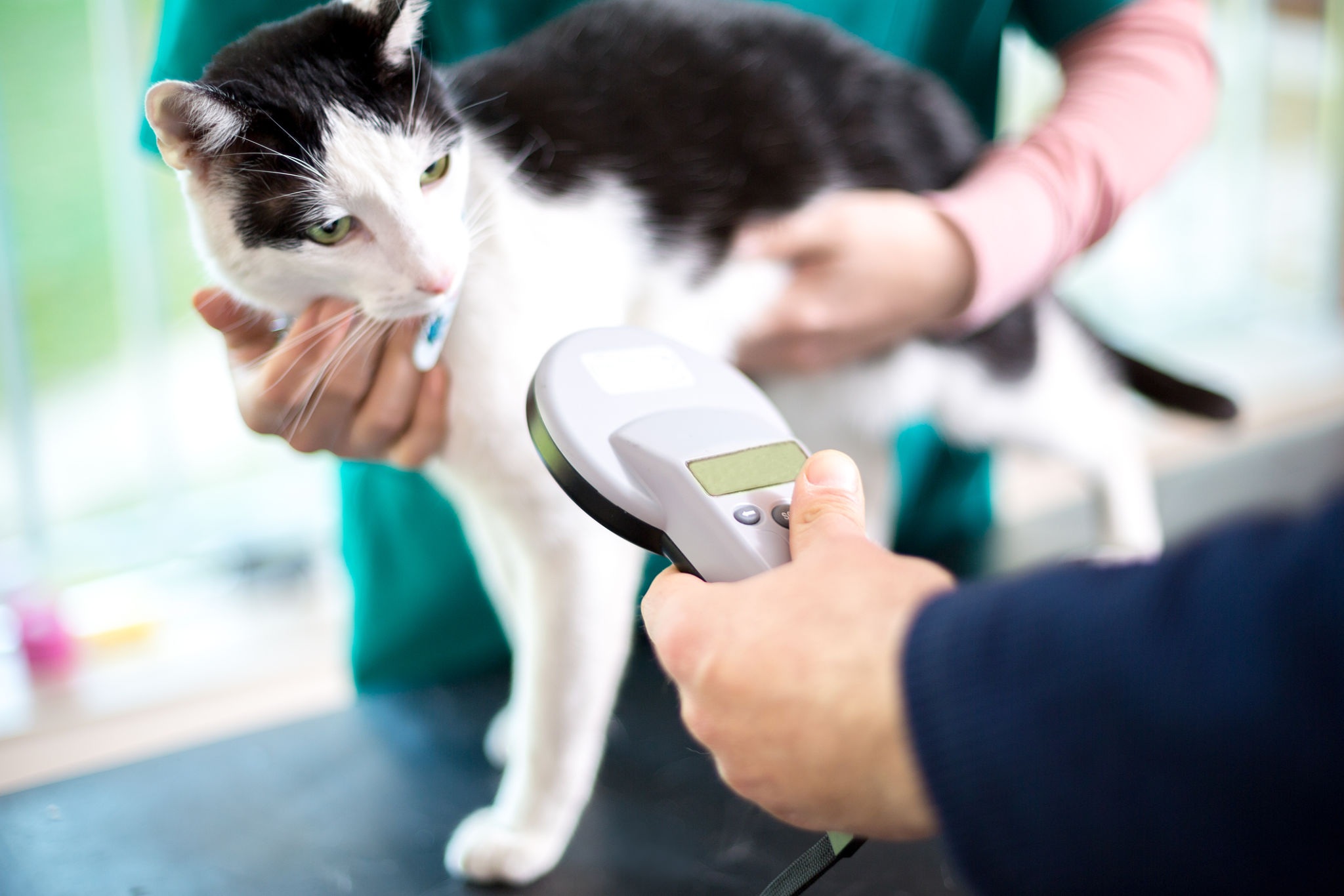 Identifying cat with microchip device Identifying cat with microchip device