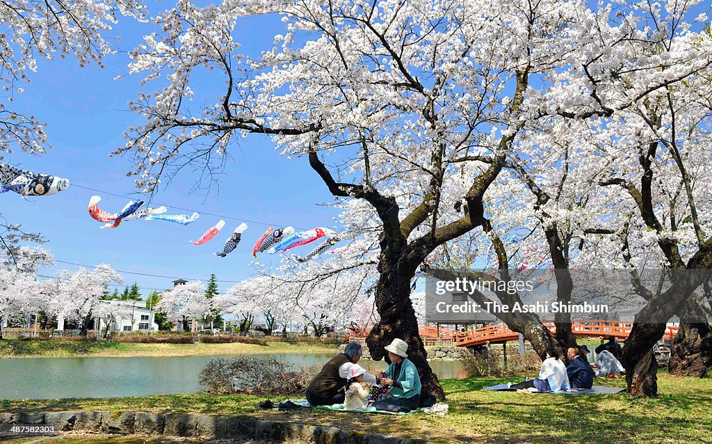 People Enjoy Cherry Blossoms In Japan