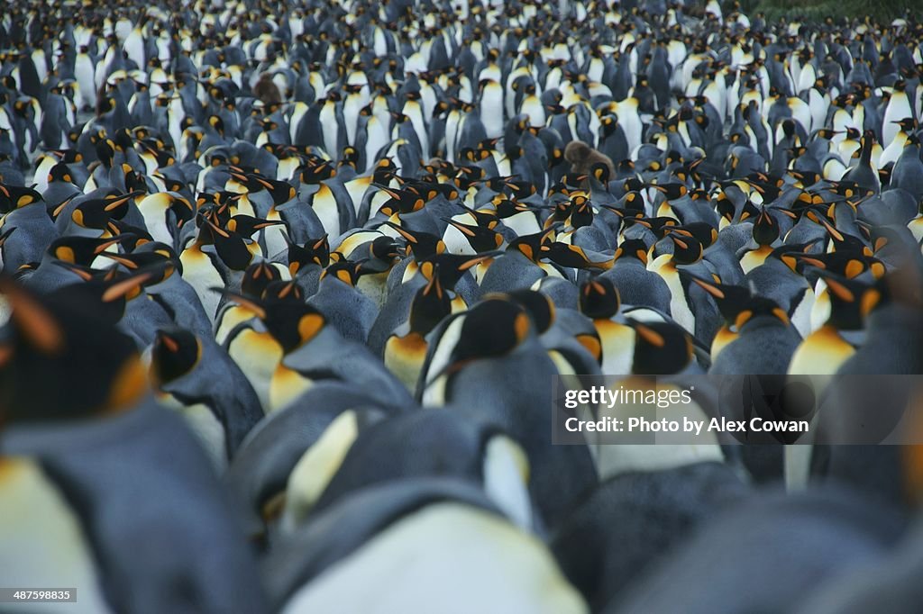 Sea of King Penguins