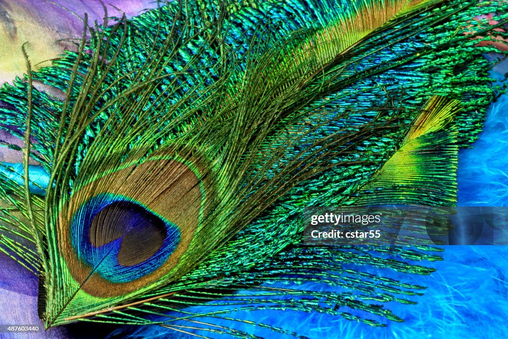 Peacock Feathers Macro on Silk Scarf and other Feathers