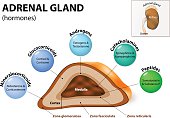 Adrenal gland hormone secretion