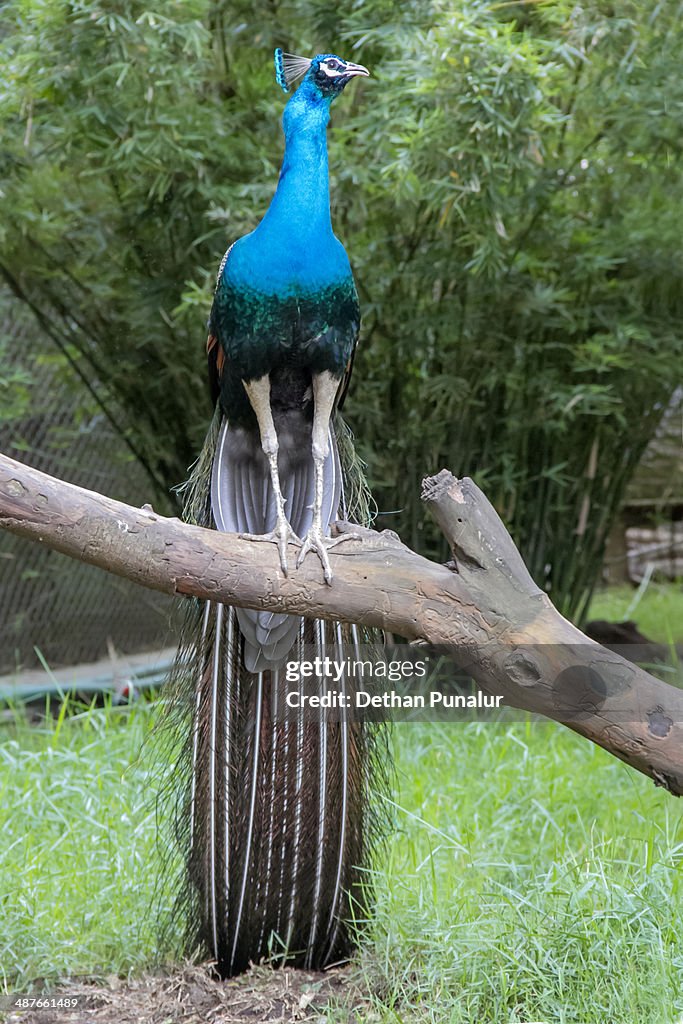 Peacock  sitting