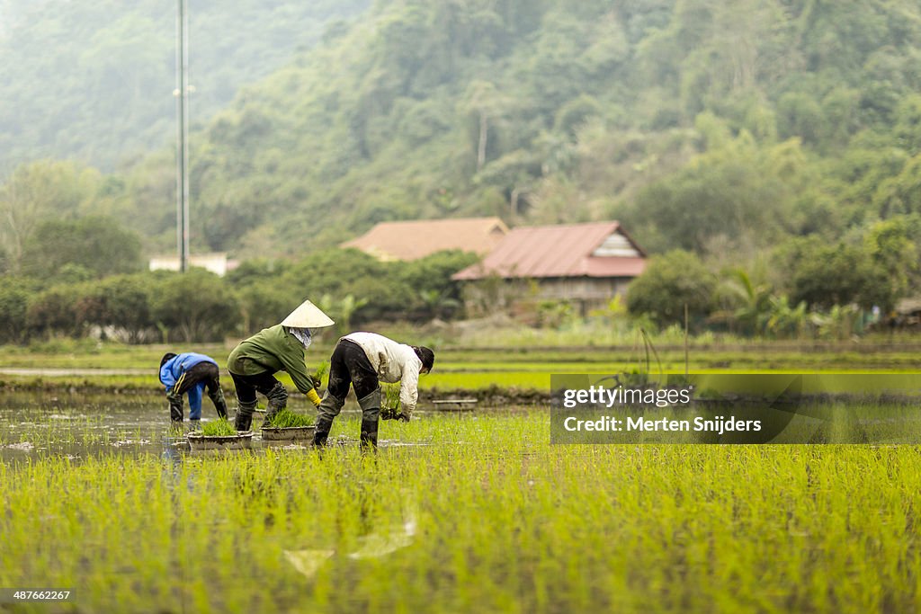 Women working on rice paddy