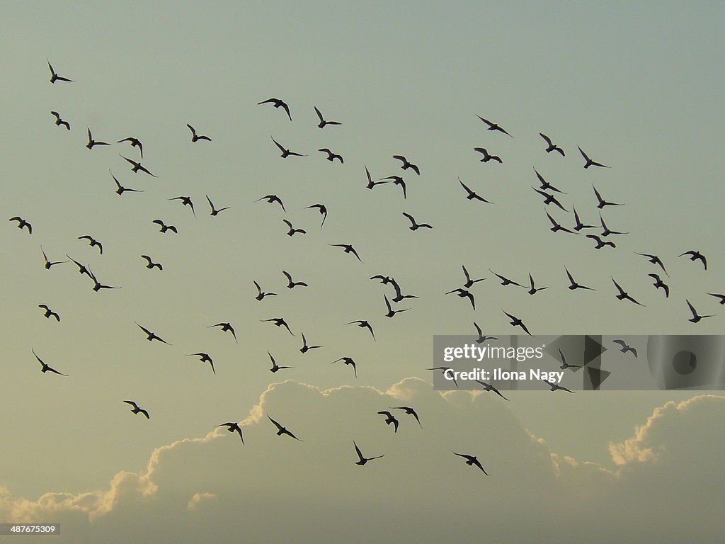 Flock of birds flying