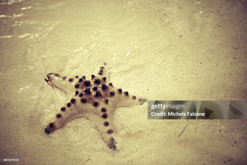 The Philippines, starfish on beach