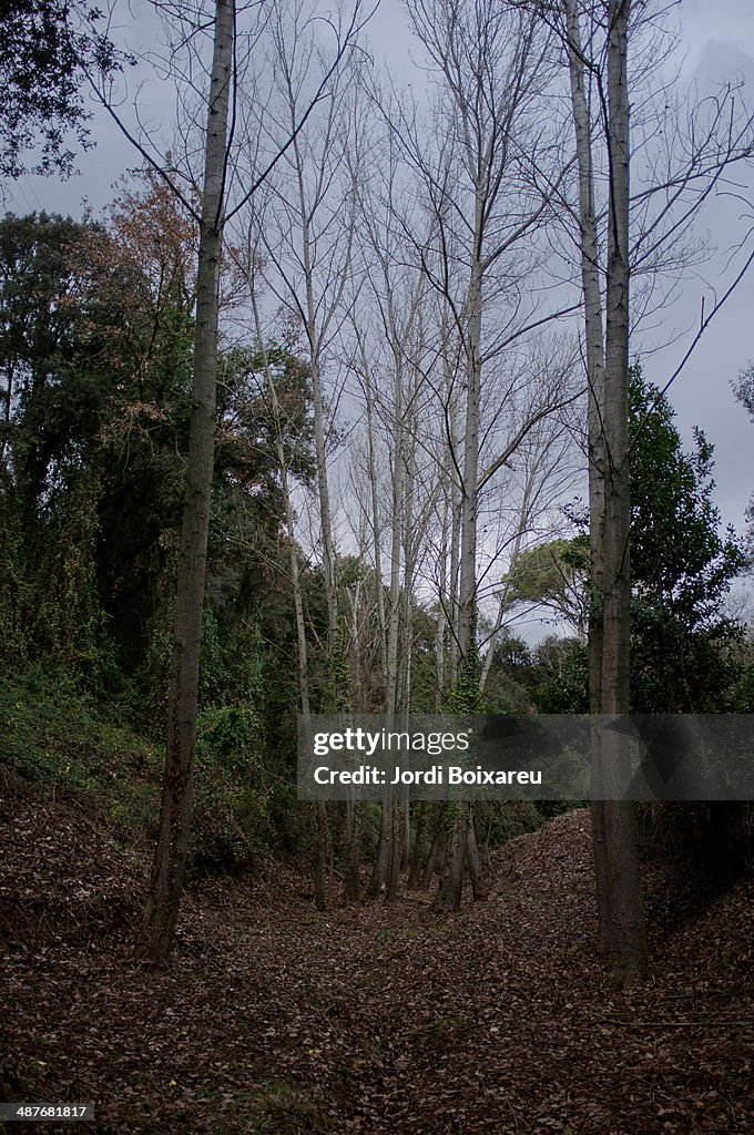 Forest and dry leaves