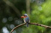 Male Banded kingfisher (Lacedo pulchella