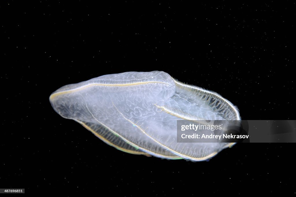 Comb Jelly -Beroe ovata-, Black Sea, Crimea, Ukraine