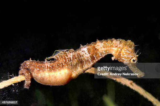short-snouted seahorse -hippocampus hippocampus-, male with eggs, black sea, crimea, ukraine - 動物の雄 ストックフォトと画像