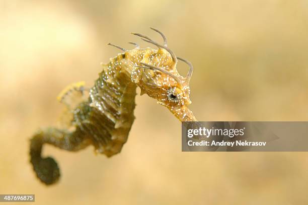 short-snouted seahorse -hippocampus hippocampus-, black sea, crimea, ukraine - seepferd stock-fotos und bilder