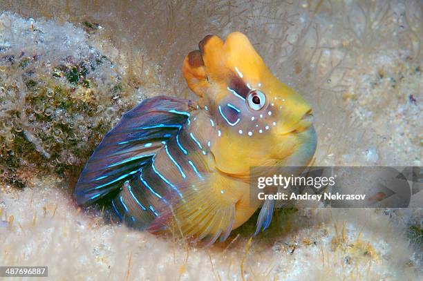 peacock blenny -salaria pavo-, male, black sea, crimea, ukraine - blenny stock pictures, royalty-free photos & images