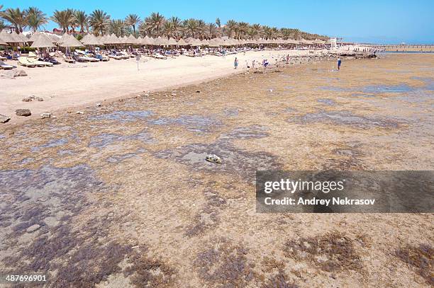 low tide on coral beach, sharm el-sheikh, south sinai governorate, egypt - low tide stock pictures, royalty-free photos & images