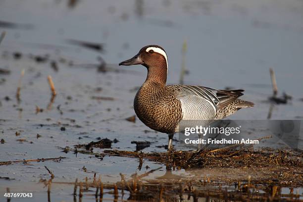 garganey -anas querquedula-, drake in shallow water, burgenland, austria - garganey anas querquedula stock pictures, royalty-free photos & images