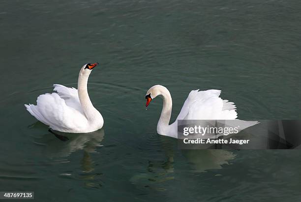mute swans -cygnus olor-, lake constance, germany - anette jaeger stock-fotos und bilder