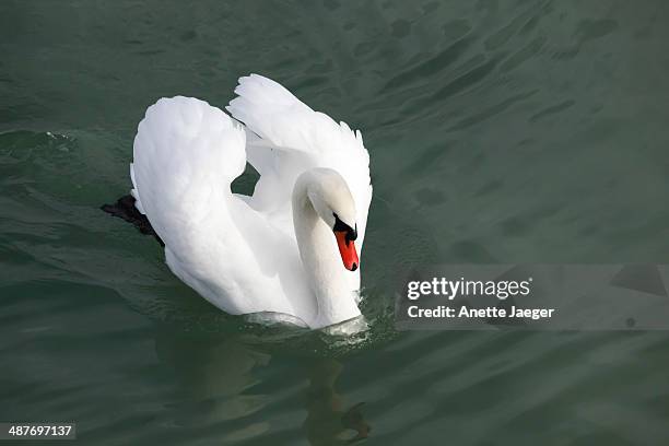 mute swan -cygnus olor-, lake constance, germany - anette jaeger fotografías e imágenes de stock