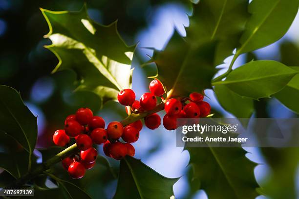 holly -ilex- with red fruits, germany - anette jaeger stock-fotos und bilder