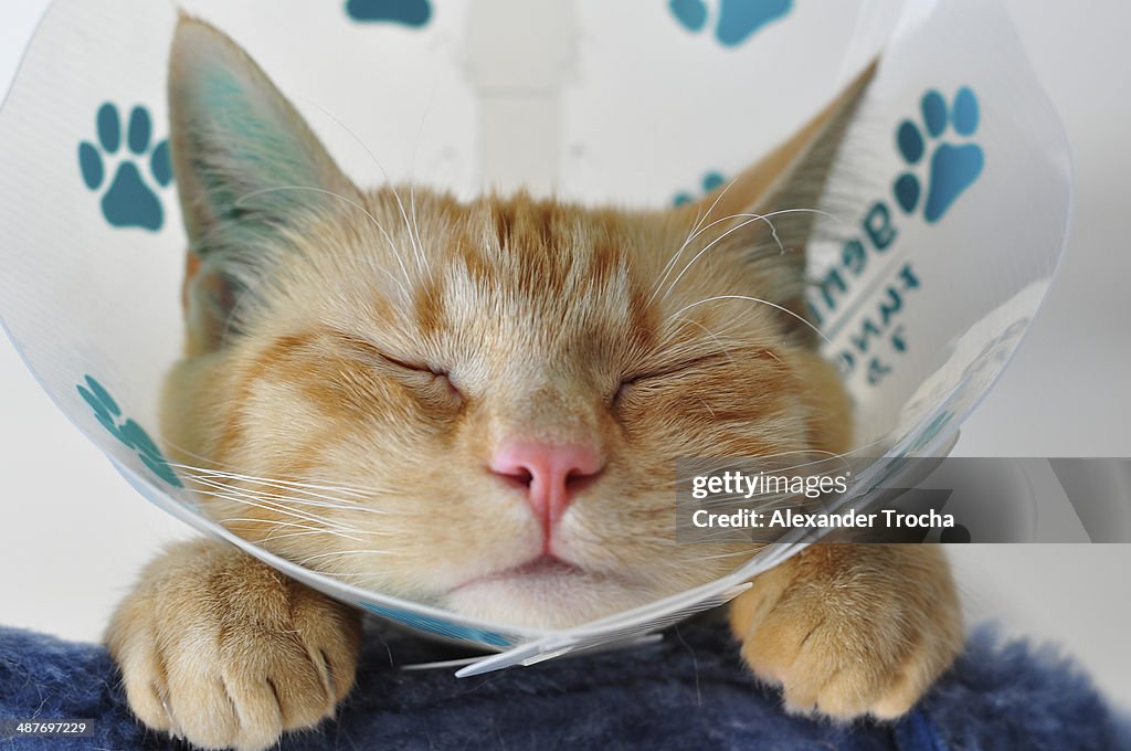 Domestic cat with a neck brace after a visit to the vets