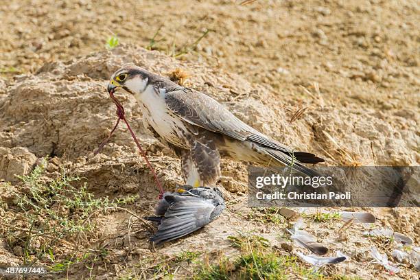lanner falcon -falco biarmicus-, chambal river, rajasthan, india - alfaneque imagens e fotografias de stock