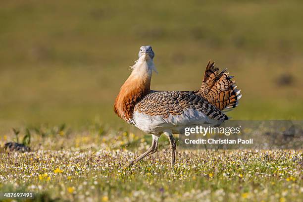 great bustard -otis tarda-, extremadura, spain - great bustard stock pictures, royalty-free photos & images