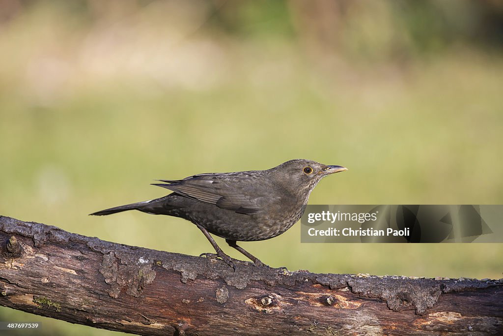 Blackbird -Turdus merula-, Tyrol, Austria
