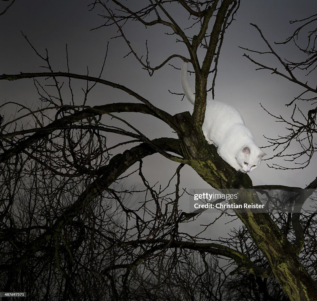 White cat on a tree in the evening light