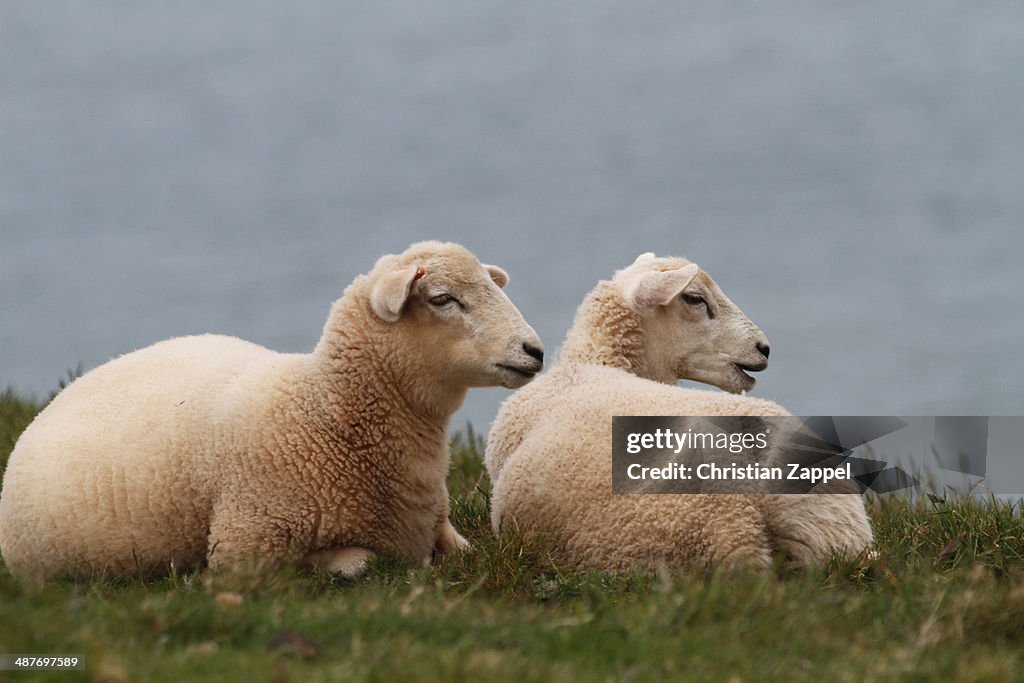 Two sheep on the English Atlantic coast, Devon, England, United Kingdom