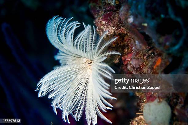 bristleworm -protula tubularia-, gulf of oman, oman - tubularia stock pictures, royalty-free photos & images