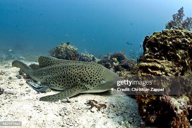 leopard shark -triakis semifasciata-, gulf of oman, oman - leopard shark stock pictures, royalty-free photos & images