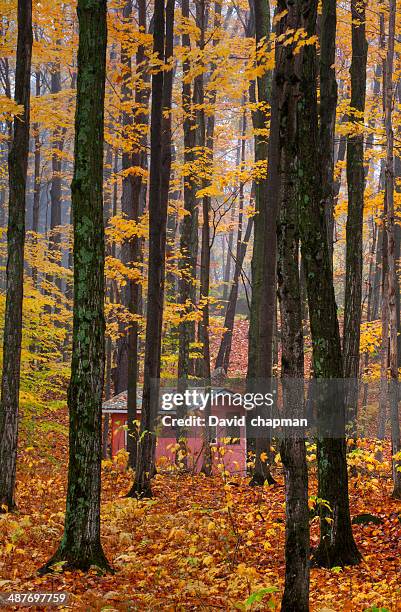 shack in a forest in autumn, eastern townships, iron hill, quebec province, canada - eastern townships quebec stock pictures, royalty-free photos & images
