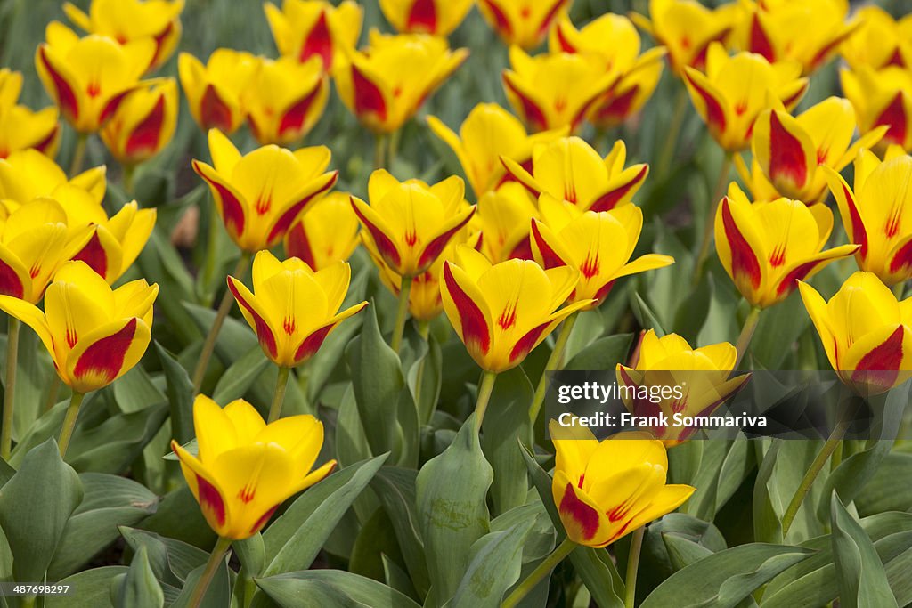 Waterlily Tulips -Tulipa kaufmanniana 'Goldstueck'-, 'Goldstueck' hybrid, Thuringia, Germany